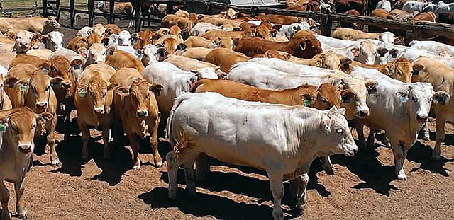 Blonde cross cattle at market stage