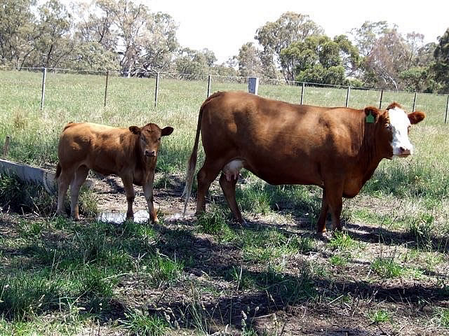 Hereford blonde cow